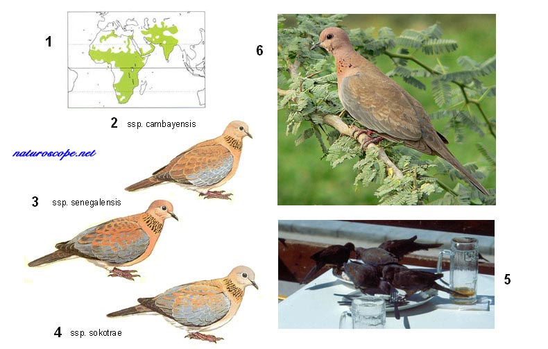 Genre Spilopelia, Spilopelia senegalensis, tourterelle maillée